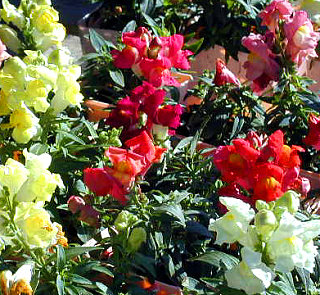 Flowers 101: Snapdragons