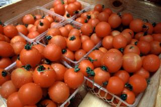 Know Your Tomatoes