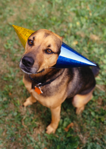 Come Paw-ty With Me: Dog Birthday - The Look & Music