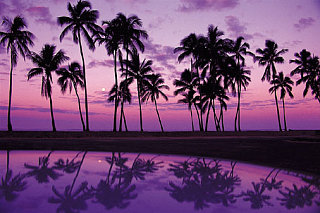 Come Party With Me: Luau Dinner For 8 - The Look & Music