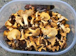 Chanterelle