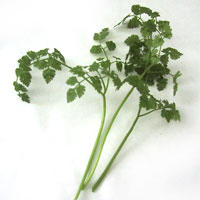 Chervil