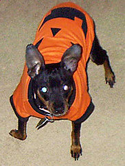 If you have pets, do you dress them up for Halloween?