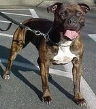 Pittie Pics