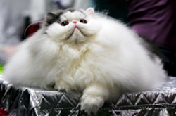 Pet Peeves: C'mere, Kitty!