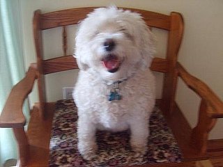 Welcome Pet of the Week to PetSugar!