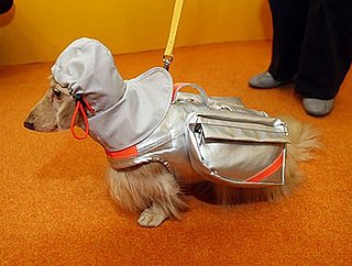 Pet Rescue Jacket: Spoiled Sweet or Spoiled Rotten?