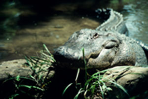 Out and About: Florida's Everglades National Park