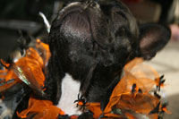 Trend Setters: Howl-o-Ween Costume Alternatives