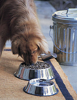 What's in Your Pet's Food Dish?