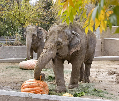 Creature Features: Elephants Smashing Pumpkins