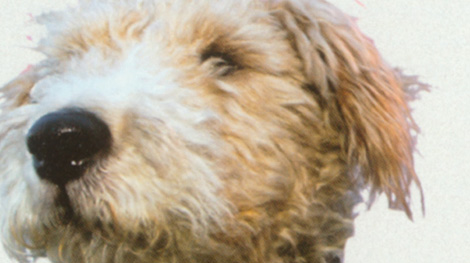 The Fidos Crown Top Dog From the Silver Screen