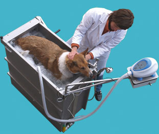 SanWhirl Dog Jacuzzi: Spoiled Sweet or Spoiled Rotten?