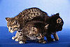 To the Rescue: Choosing a Shelter Cat