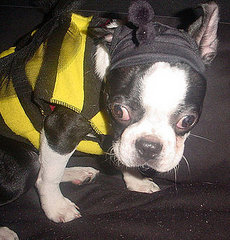 PetSugar's Halloween Photo Contest Is Here! PetSugar's Halloween Photo Contest Is Here!