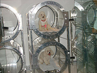 Quiz: Where Are These Pooches?
