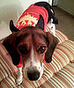 PetSugar's Halloween Photo Contest Ends Wednesday!