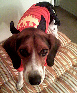 PetSugar's Halloween Photo Contest Ends Wednesday!
