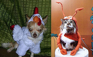 PetSugar's Halloween Photo Contest: The Results Are in...