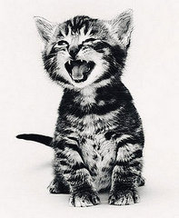 Pet Peeves: My Cat Won't Stop Meowing!