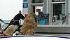 Out & About: Virginia's Riverboat Canine Cruises