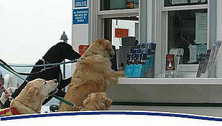 Out & About: Virginia's Riverboat Canine Cruises