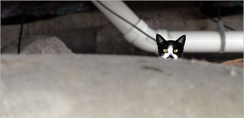 What's Your Take: Mama Cat or the Piping Plovers?