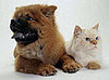 Which Pet Is Cuter? 