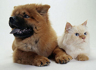Which Pet Is Cuter? 