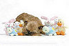 Squeaky Toys for Puppies