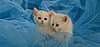 Keep Playing Which Pet Is Cuter!