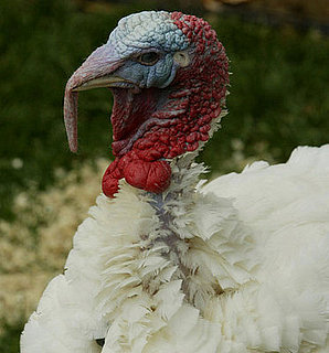 Quiz: Pardon Me, Little Turkey!