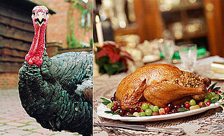 What's Turkey to You?