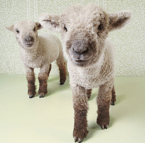 Play "Which Pet Is Cuter?"... and Win!