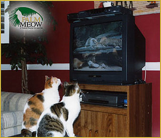 The Scoop: Let Kitty Retire at Palm Meow
