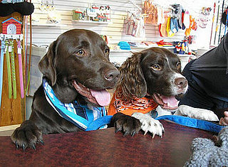 Out and About: Connecticut's Paws on the Green