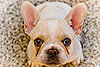 Pet of the Week: Ripley