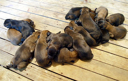 Guess How Many Puppies?