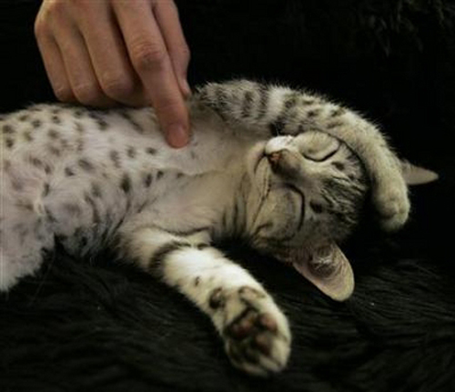 The Scoop: Tokyo's Cat Cafe Calico 