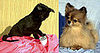 Do You Want a Perpetual Pet?