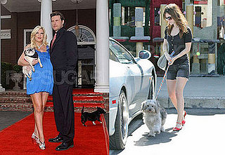 Who's the Best Celebrity (Pet) Mommy?