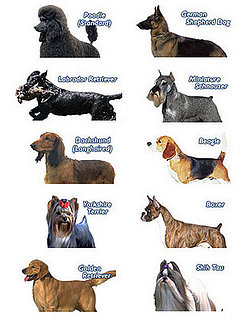 Most Popular Dog Breed in the US?