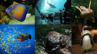 Out and About: Georgia's Georgia Aquarium