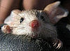 In the Wild: Jerboa