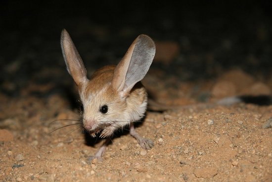 dwp jerboa 121207 dwp jerboa 121207