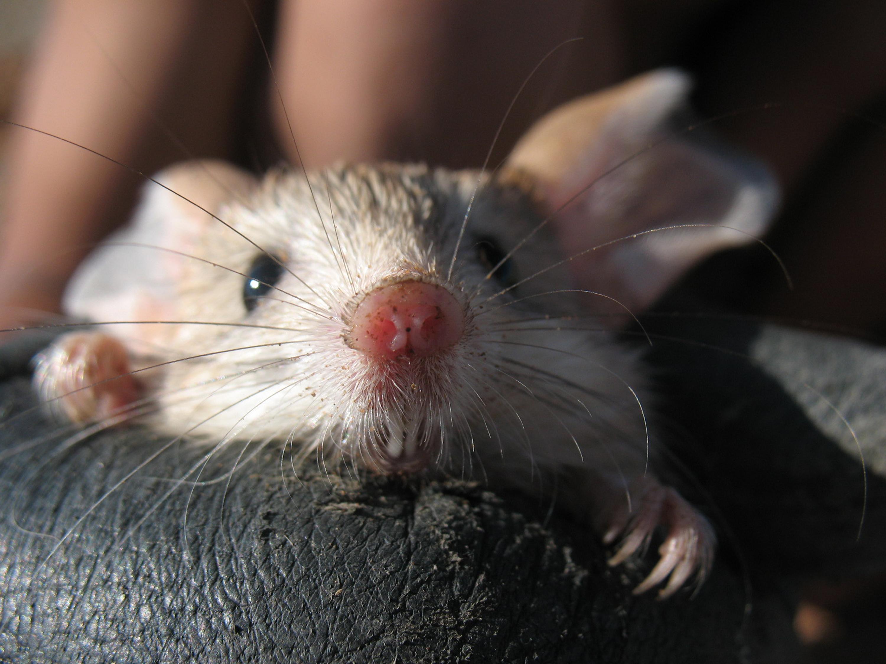 dwp jerboa 121207 dwp jerboa 121207