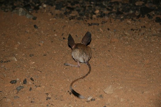 dwp jerboa 121207