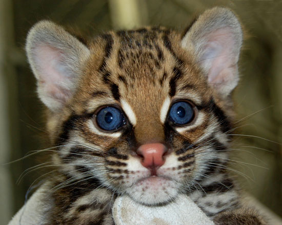 Guess What Species?