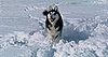 Ten Tips 'Til The Holiday: Freezing Temps