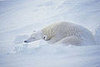 Creature Features: Polar Bears
